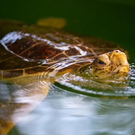 빌라 Kelebek Paradise *